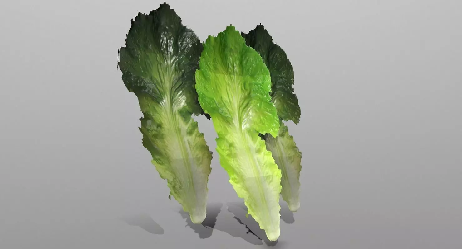 Lettuce Leaf Low-poly 3D model_0