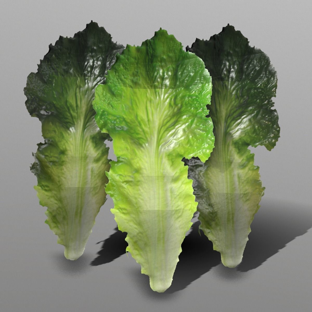 Lettuce Leaf Low-poly 3D model_3
