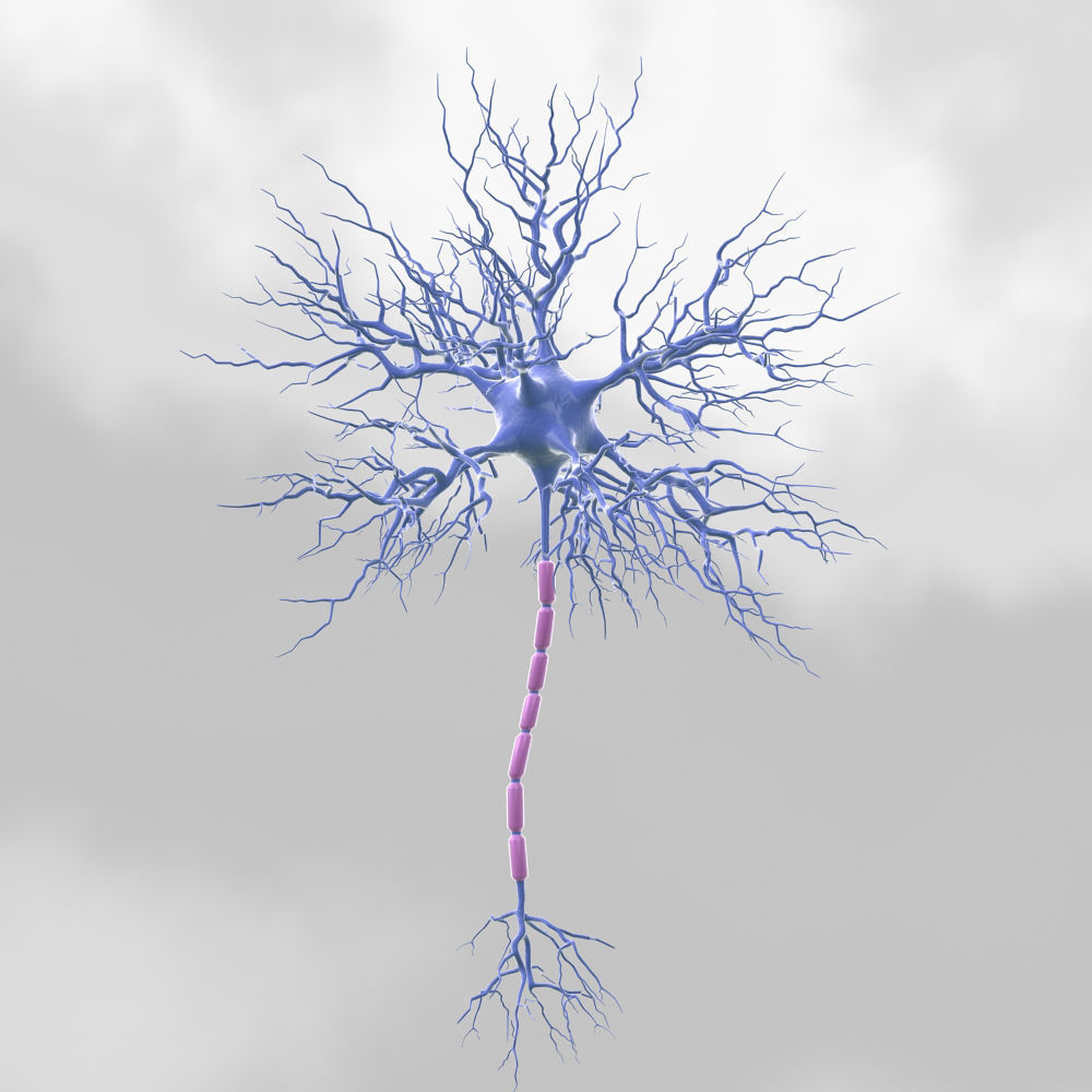 Motoric Neuron  3D model_1