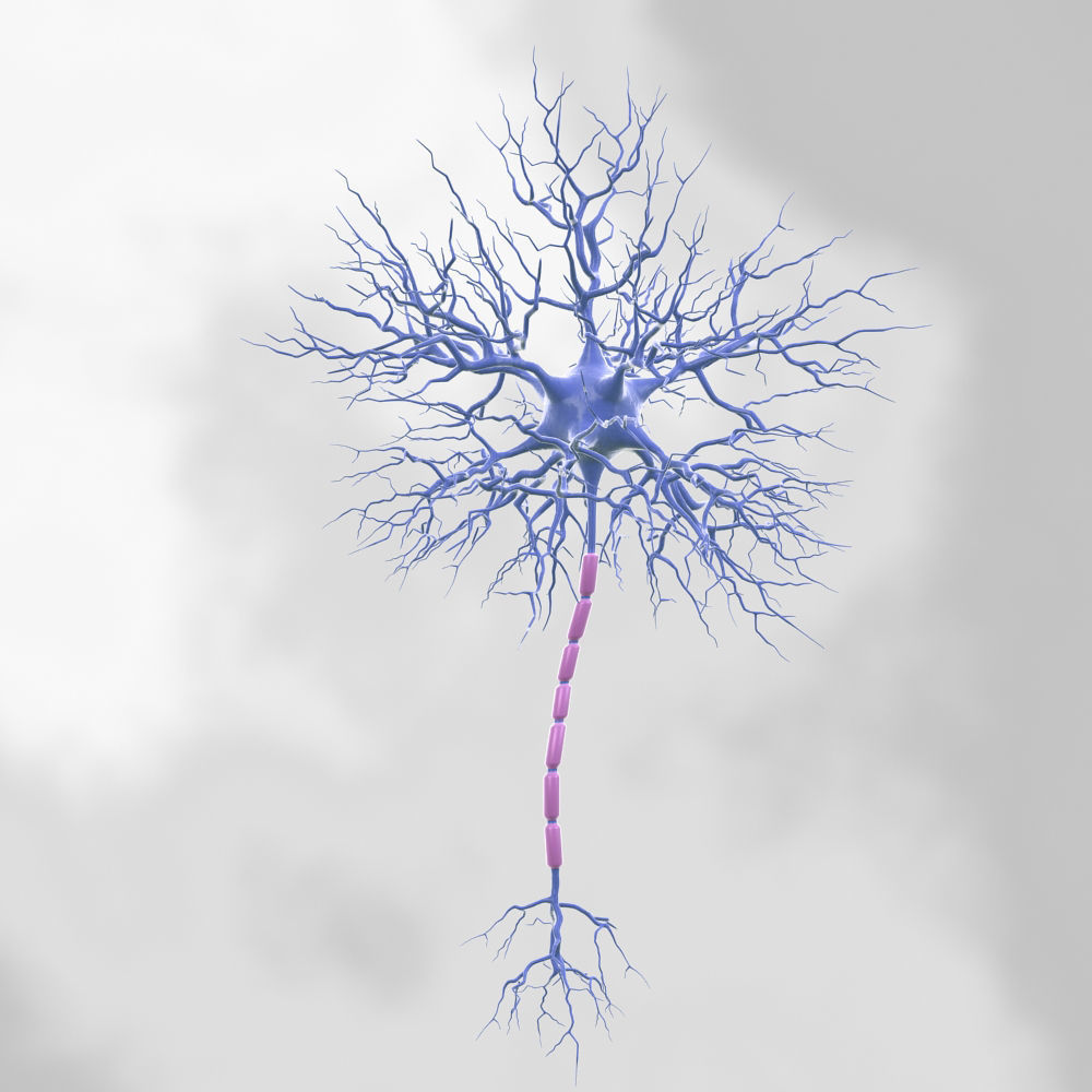 Motoric Neuron  3D model_3