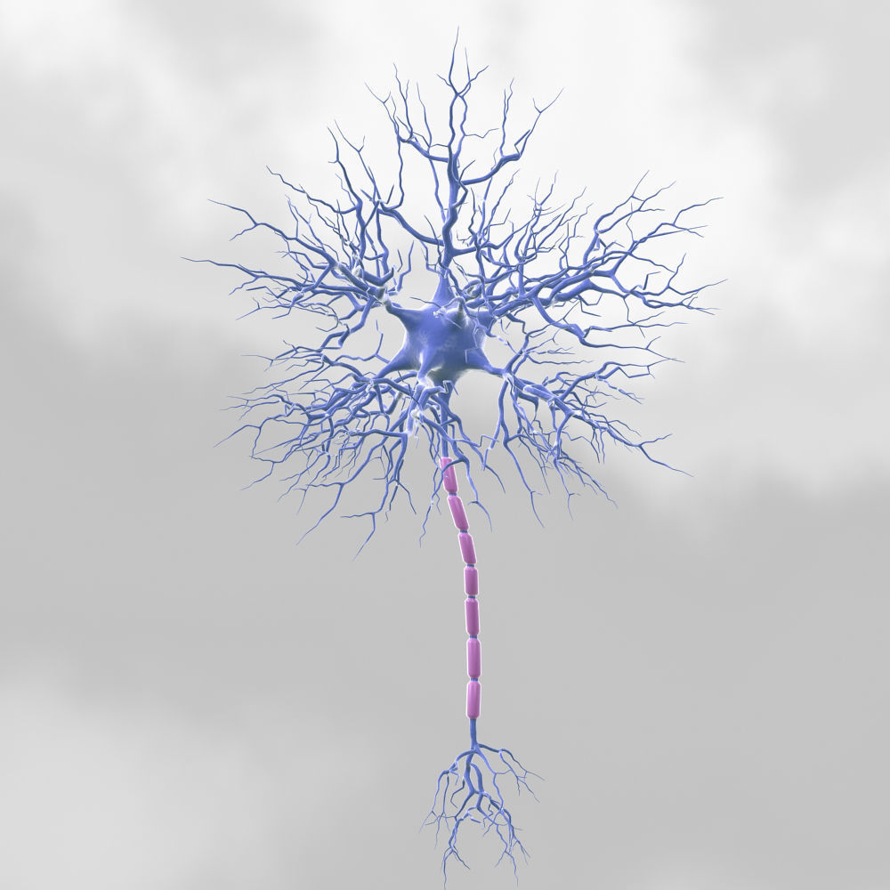 Motoric Neuron  3D model_4