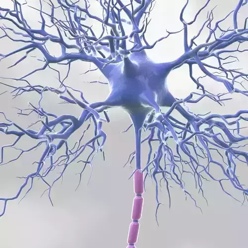Motoric Neuron  3D model