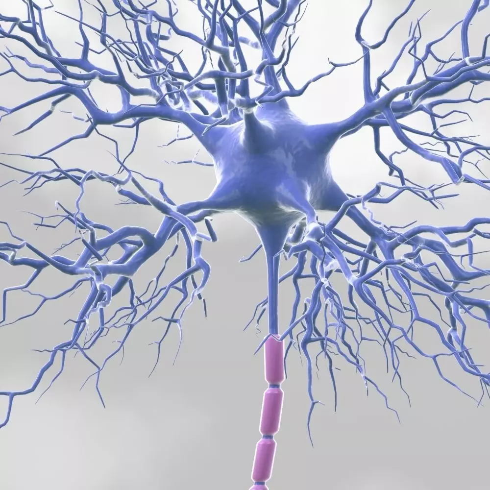 Motoric Neuron  3D model_0