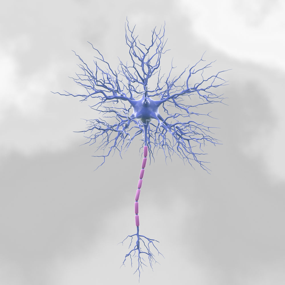 Motoric Neuron  3D model_2