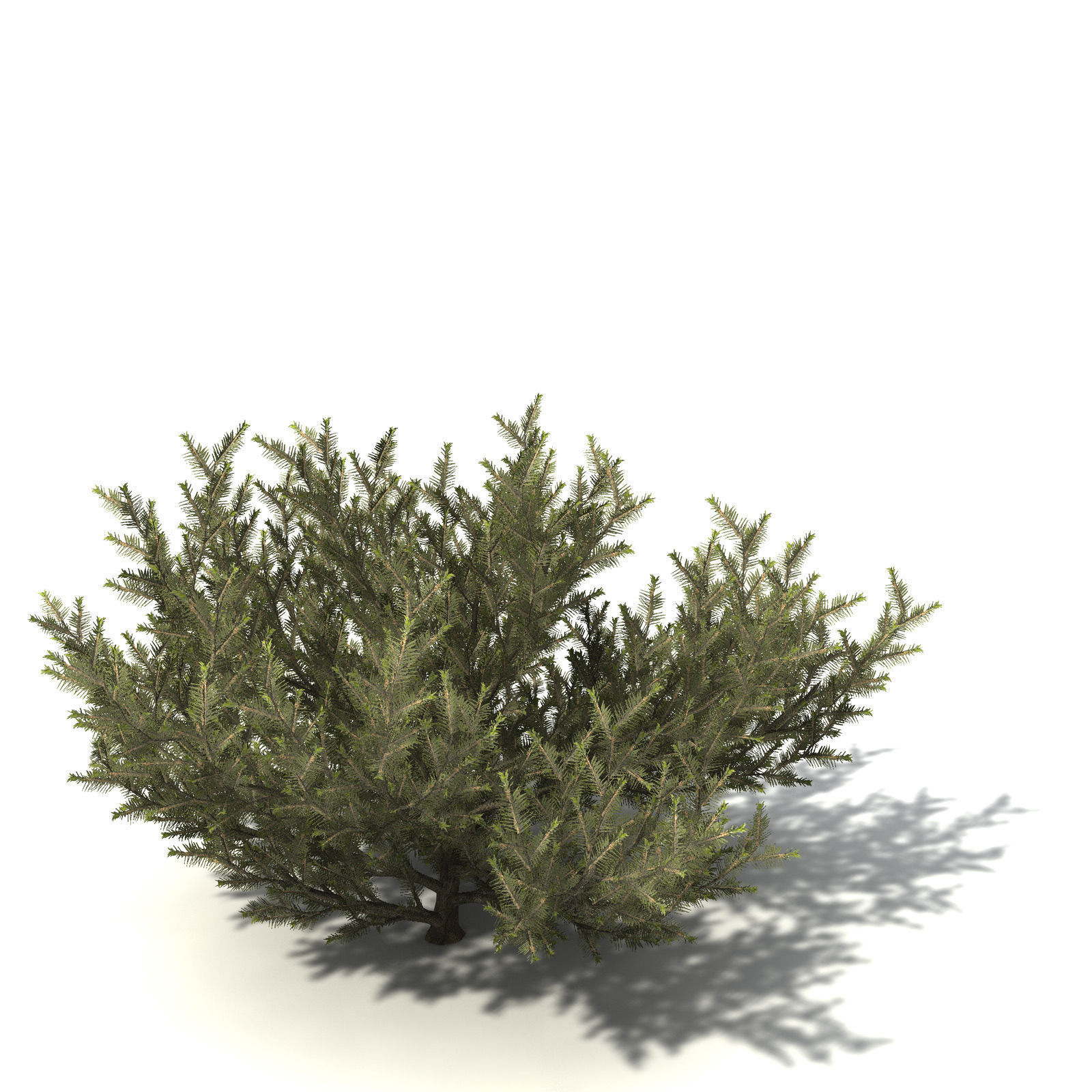 XfrogPlants Common Net Bush 3D model_1