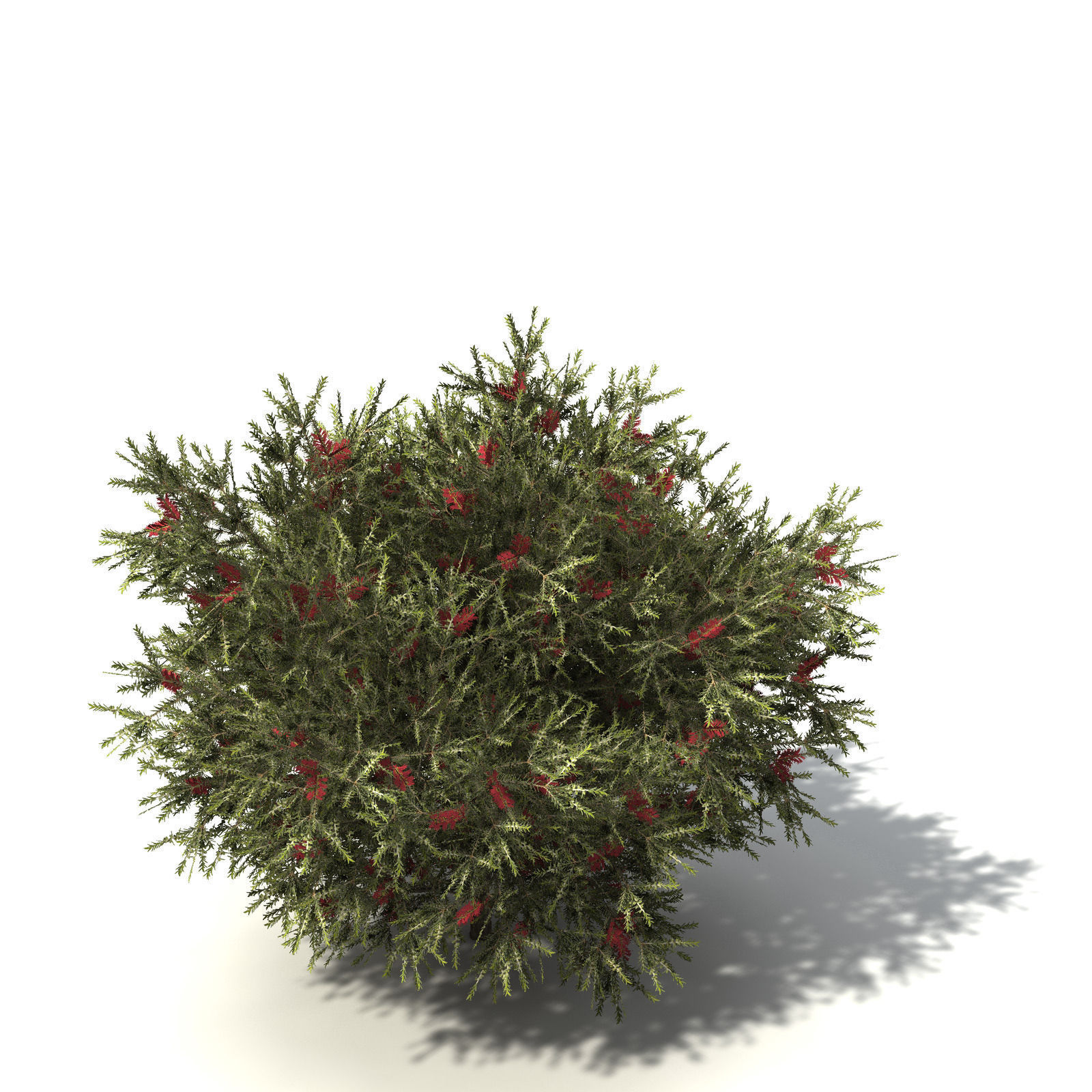 XfrogPlants Common Net Bush 3D model_2