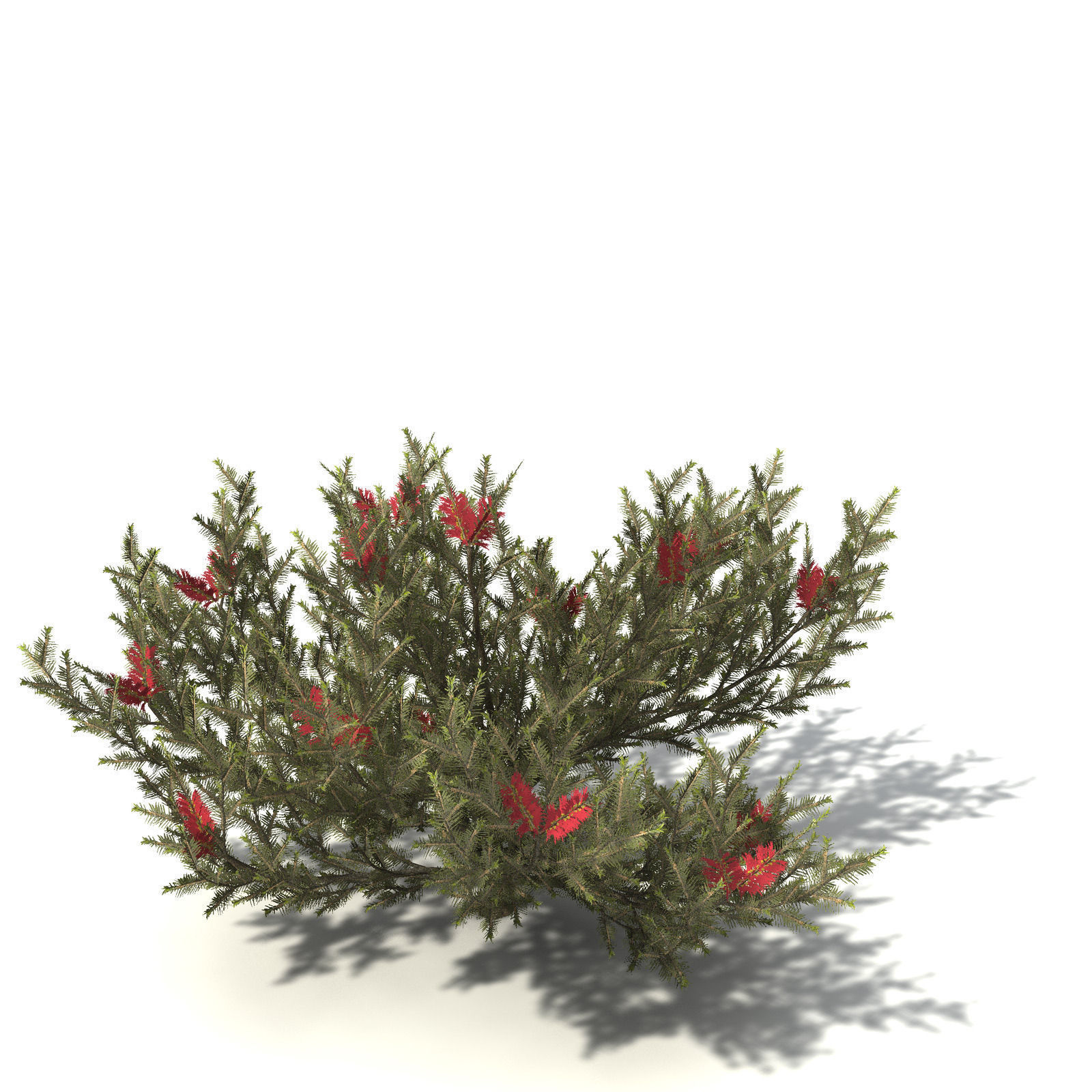 XfrogPlants Common Net Bush 3D model_4