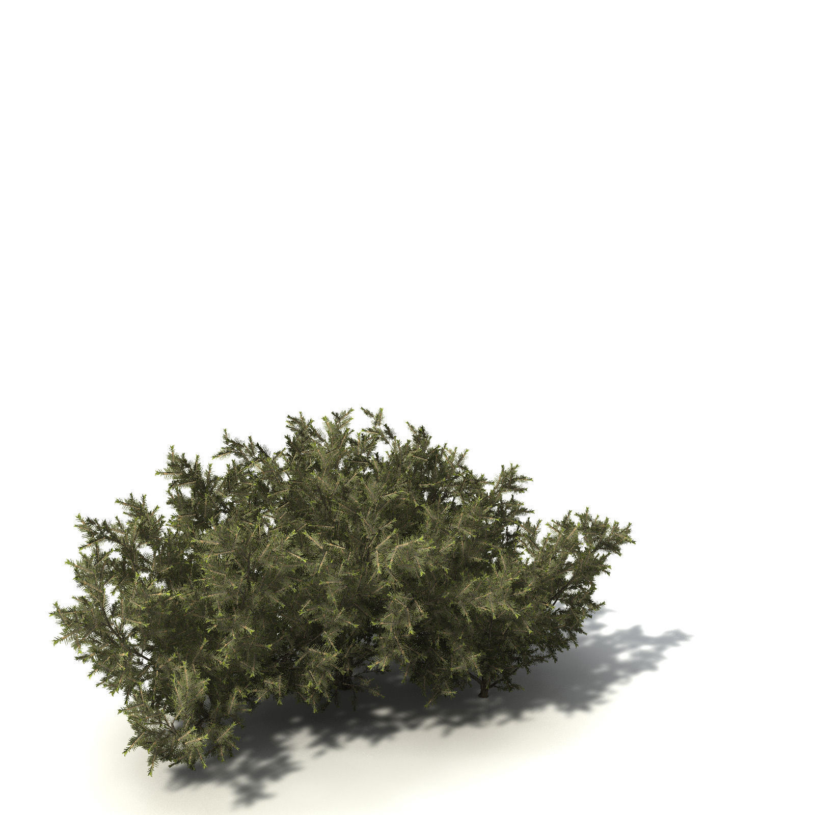 XfrogPlants Common Net Bush 3D model_5