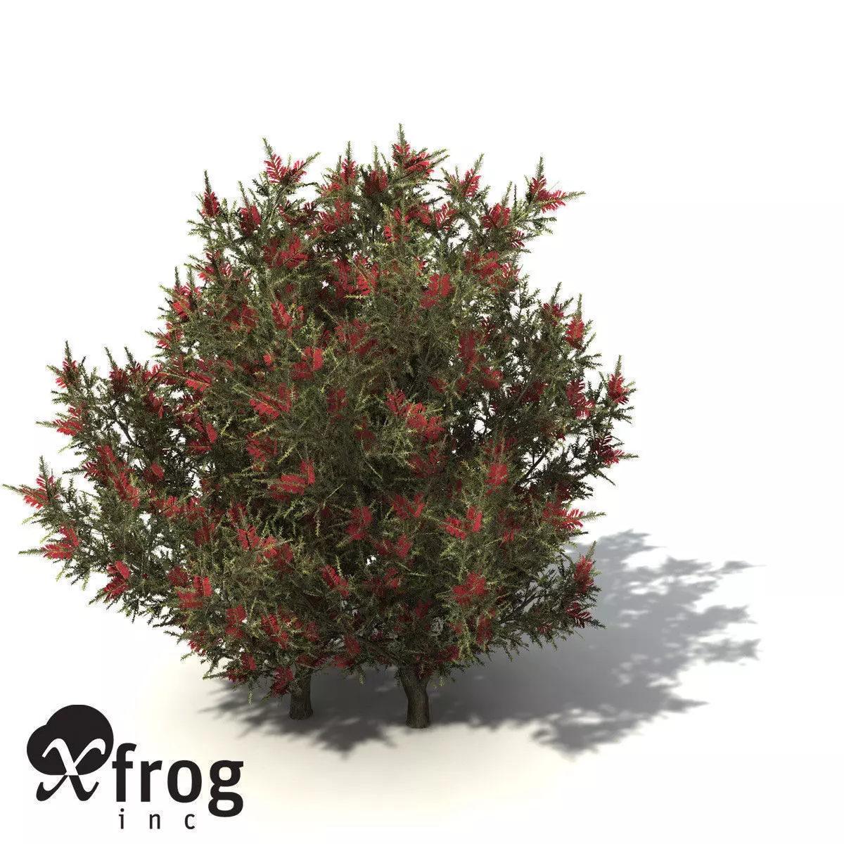 XfrogPlants Common Net Bush 3D model_0