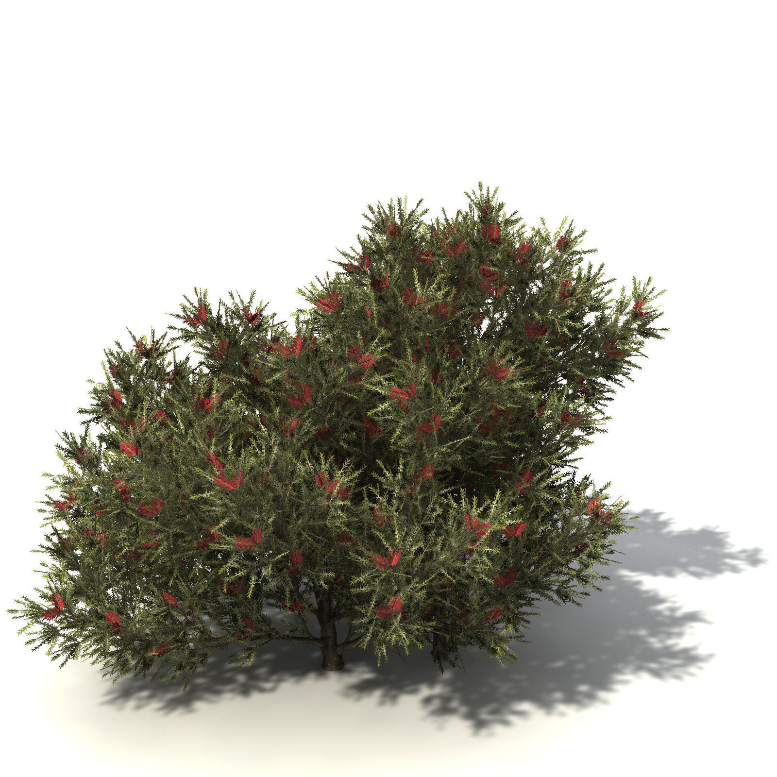 XfrogPlants Common Net Bush 3D model_6
