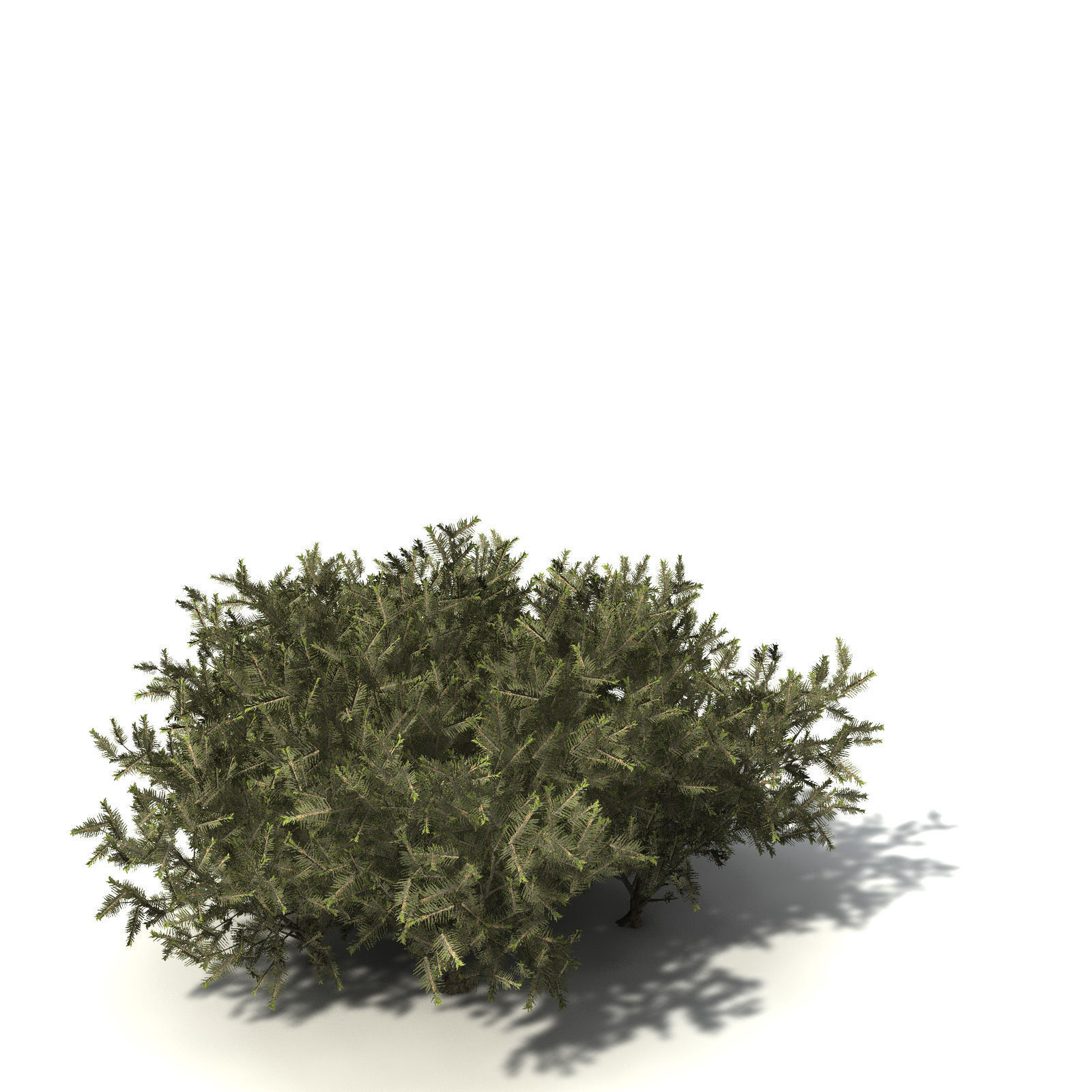 XfrogPlants Common Net Bush 3D model_8