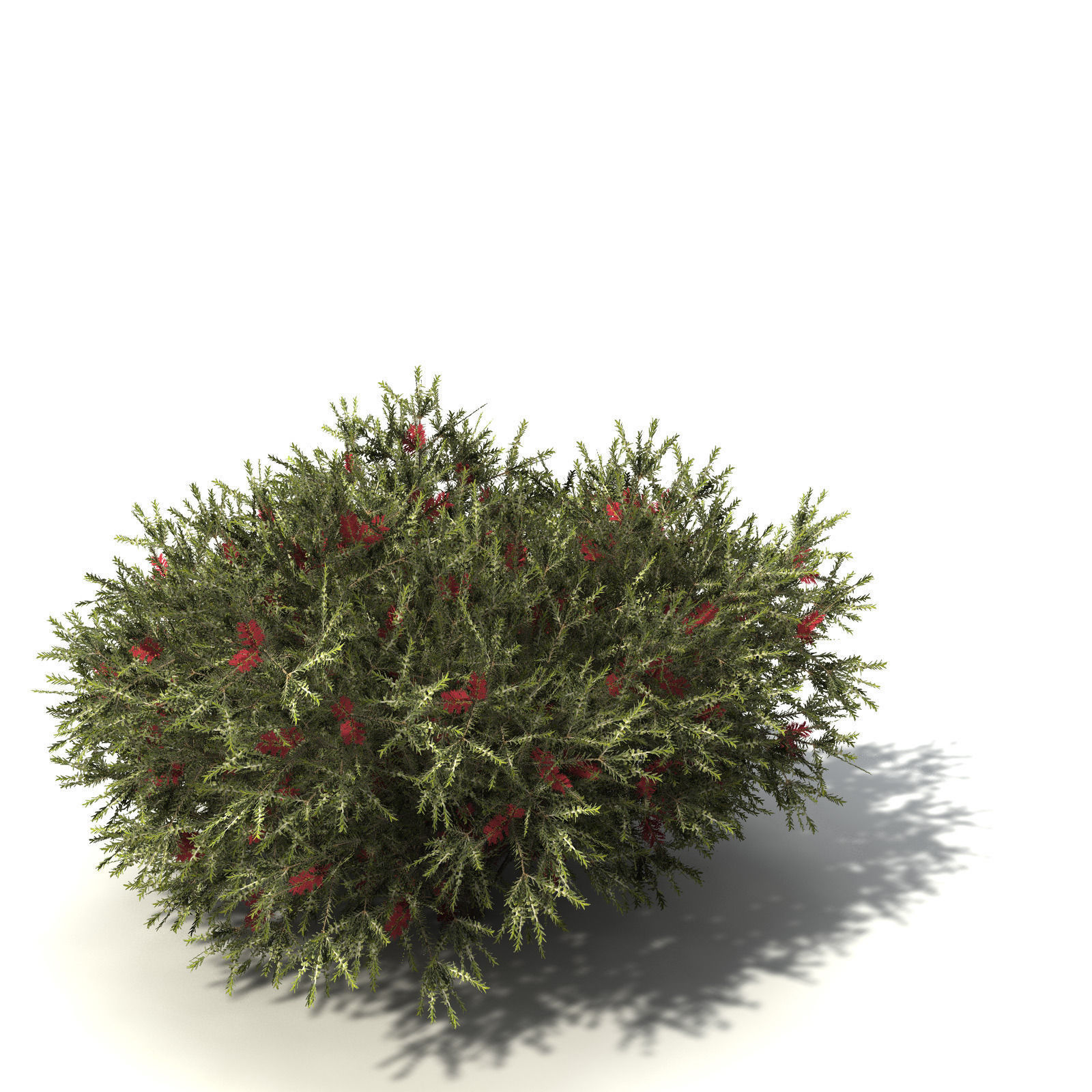 XfrogPlants Common Net Bush 3D model_3