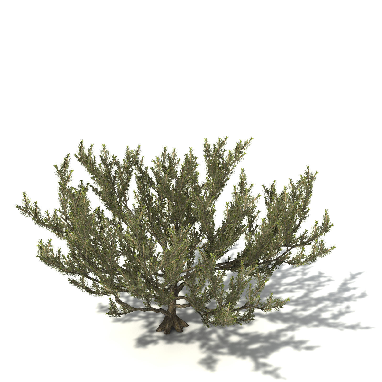 XfrogPlants Common Net Bush 3D model_7
