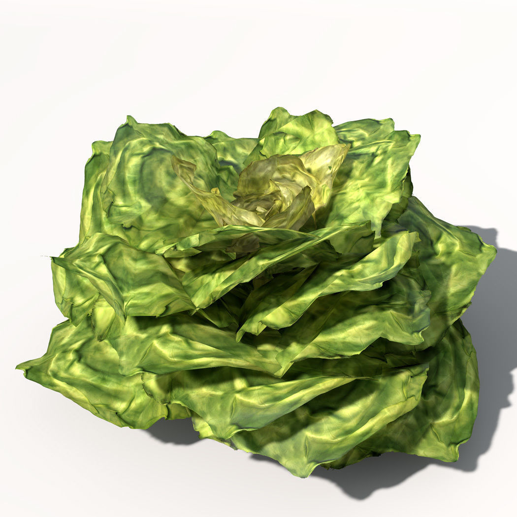 XfrogPlants Cabbage 3D model_1