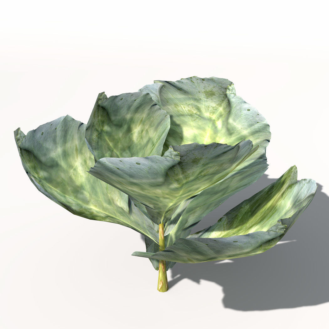 XfrogPlants Cabbage 3D model_2