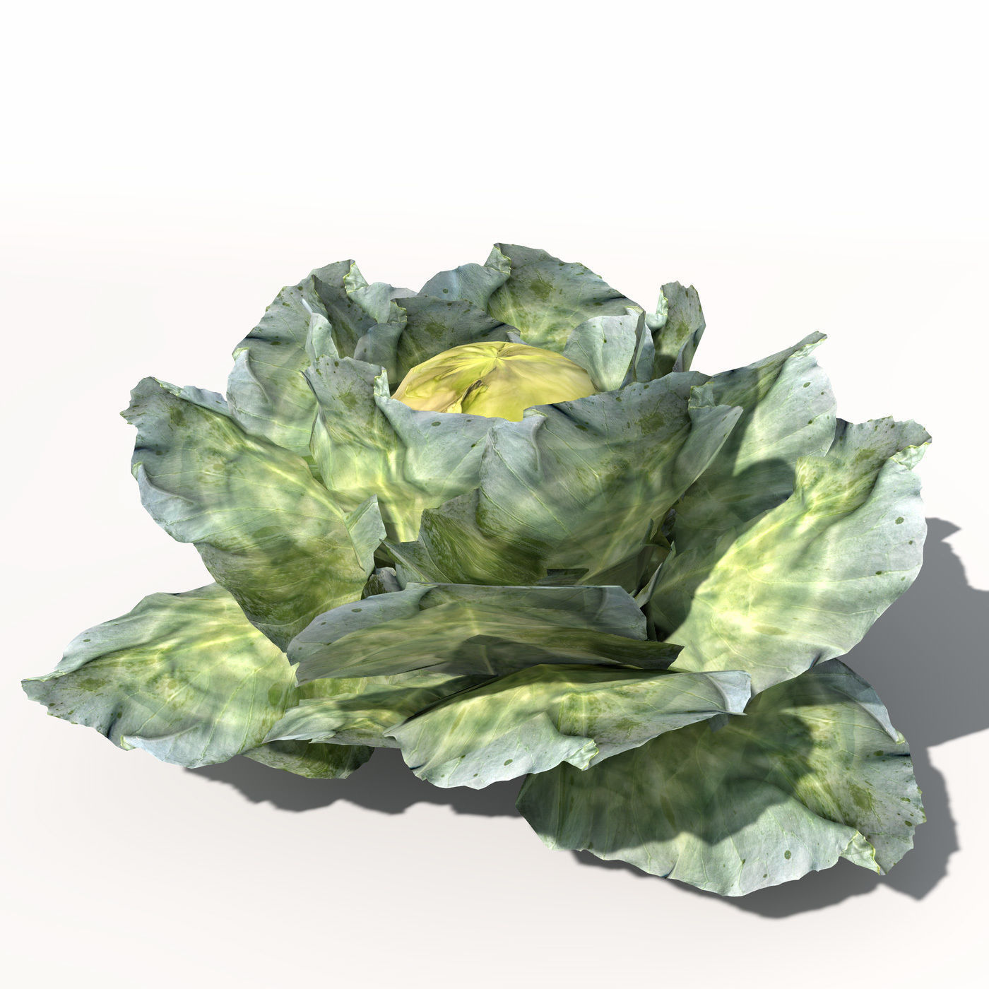 XfrogPlants Cabbage 3D model_7