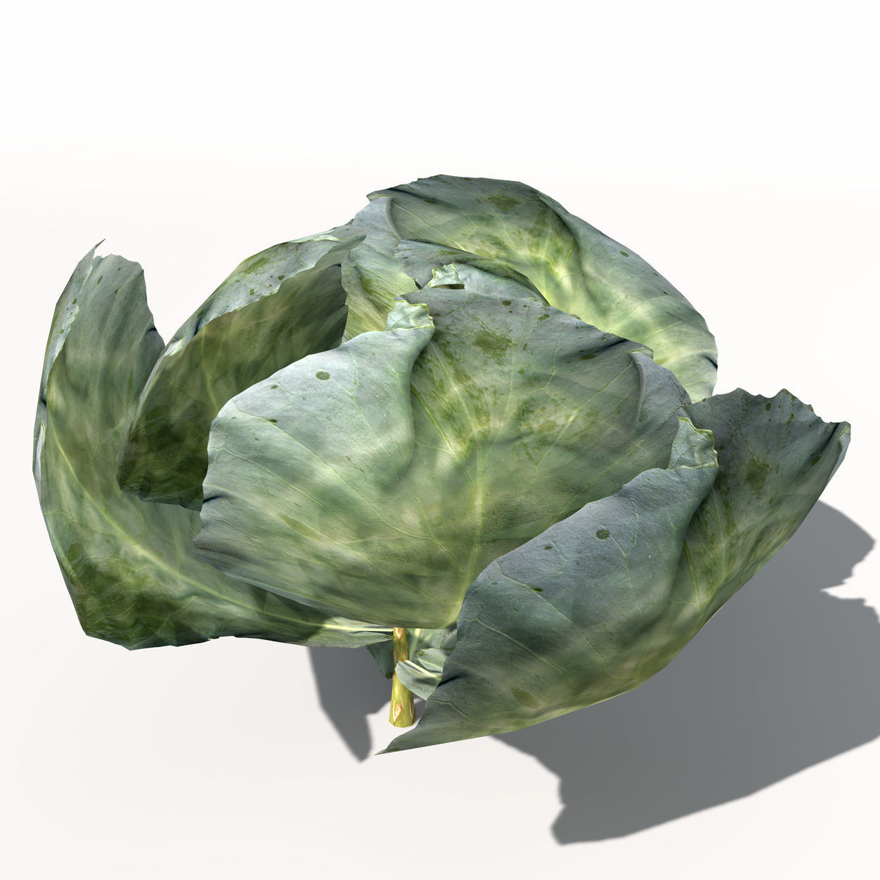 XfrogPlants Cabbage 3D model_4