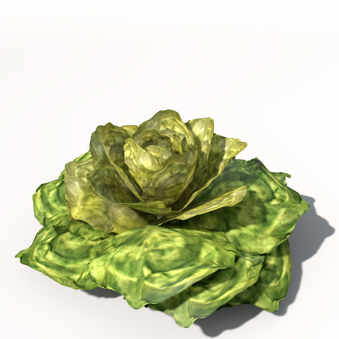 XfrogPlants Cabbage 3D model_5