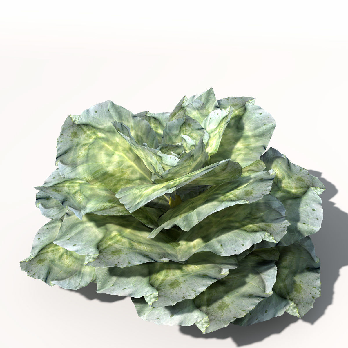 XfrogPlants Cabbage 3D model_3
