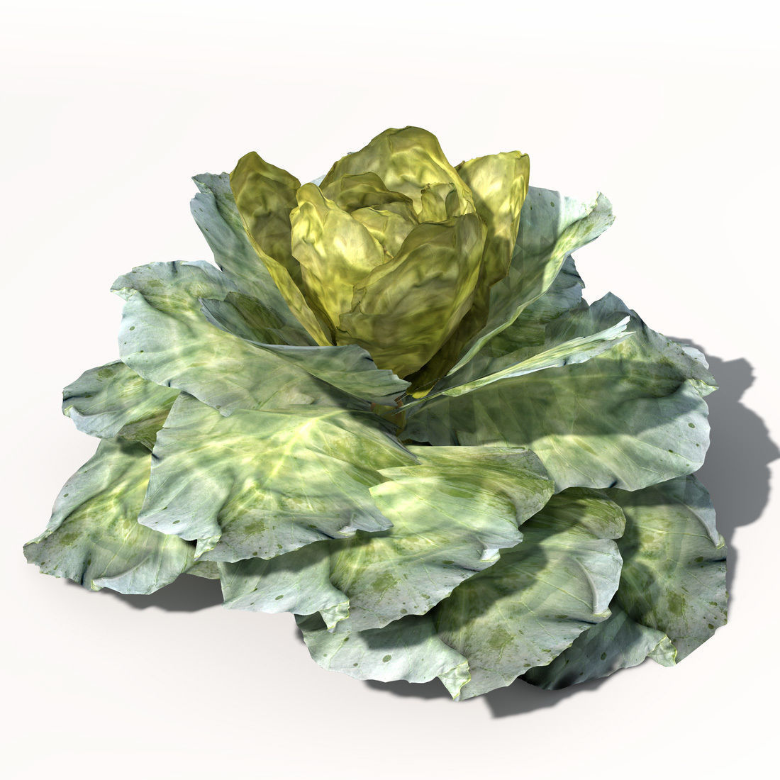 XfrogPlants Cabbage 3D model_6