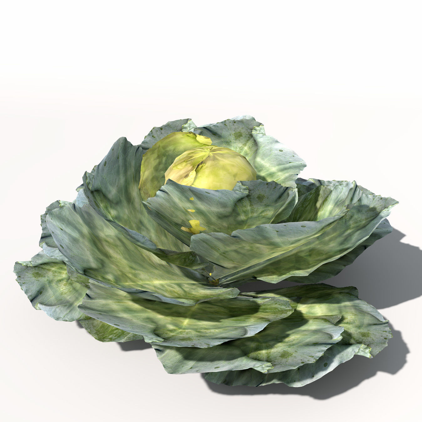 XfrogPlants Cabbage 3D model_8