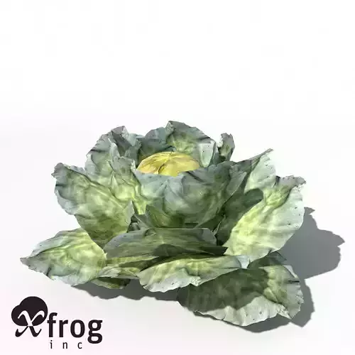 XfrogPlants Cabbage 3D model XfrogPlants Cabbage 3D model