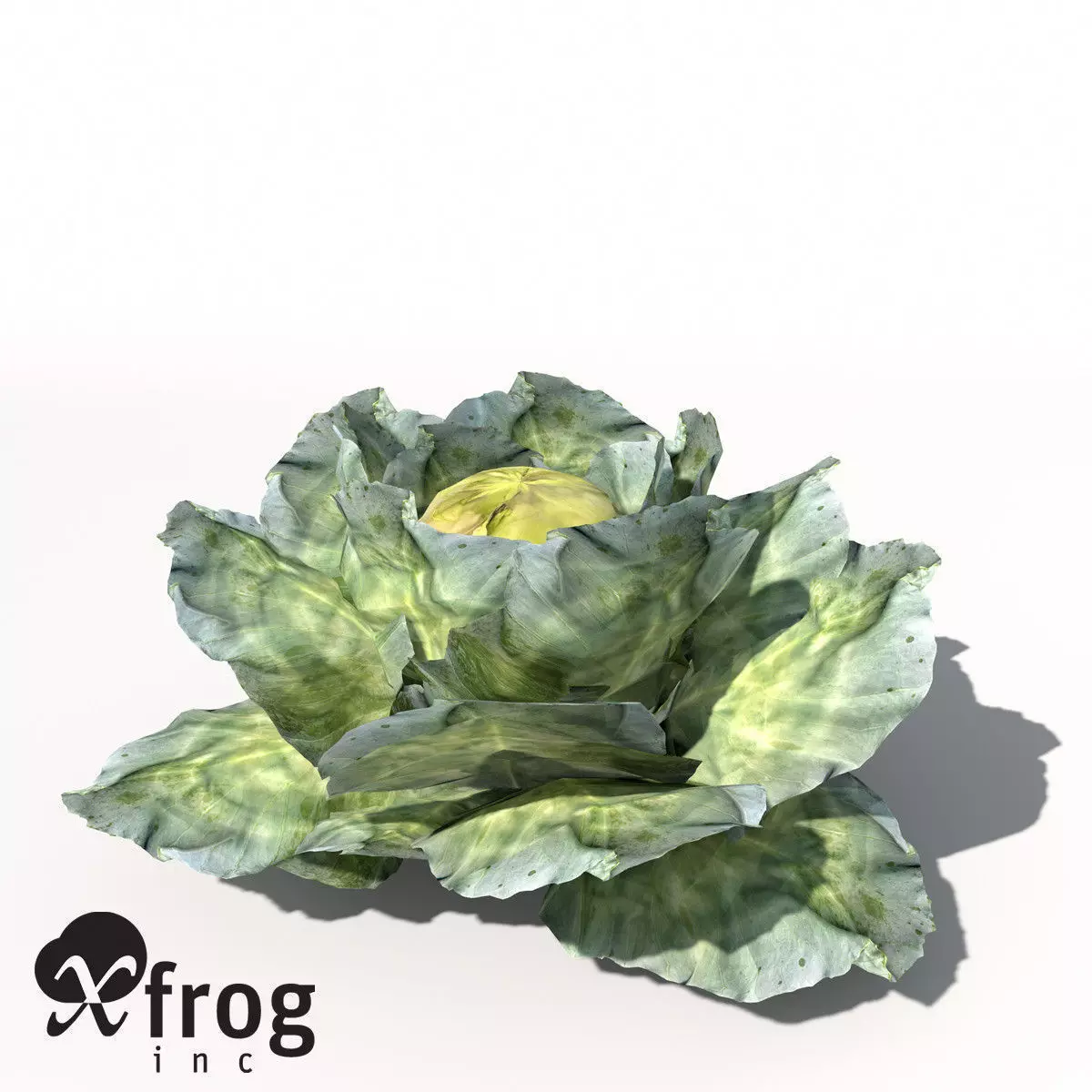 XfrogPlants Cabbage 3D model_0