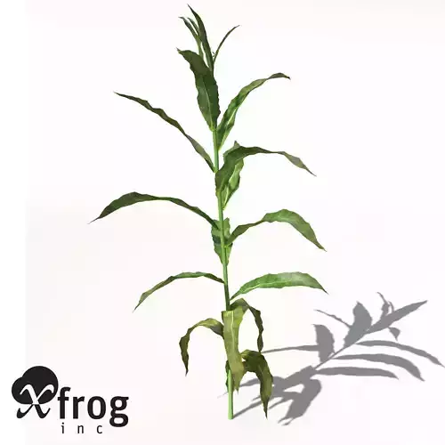 XfrogPlants Sorghum 3D model