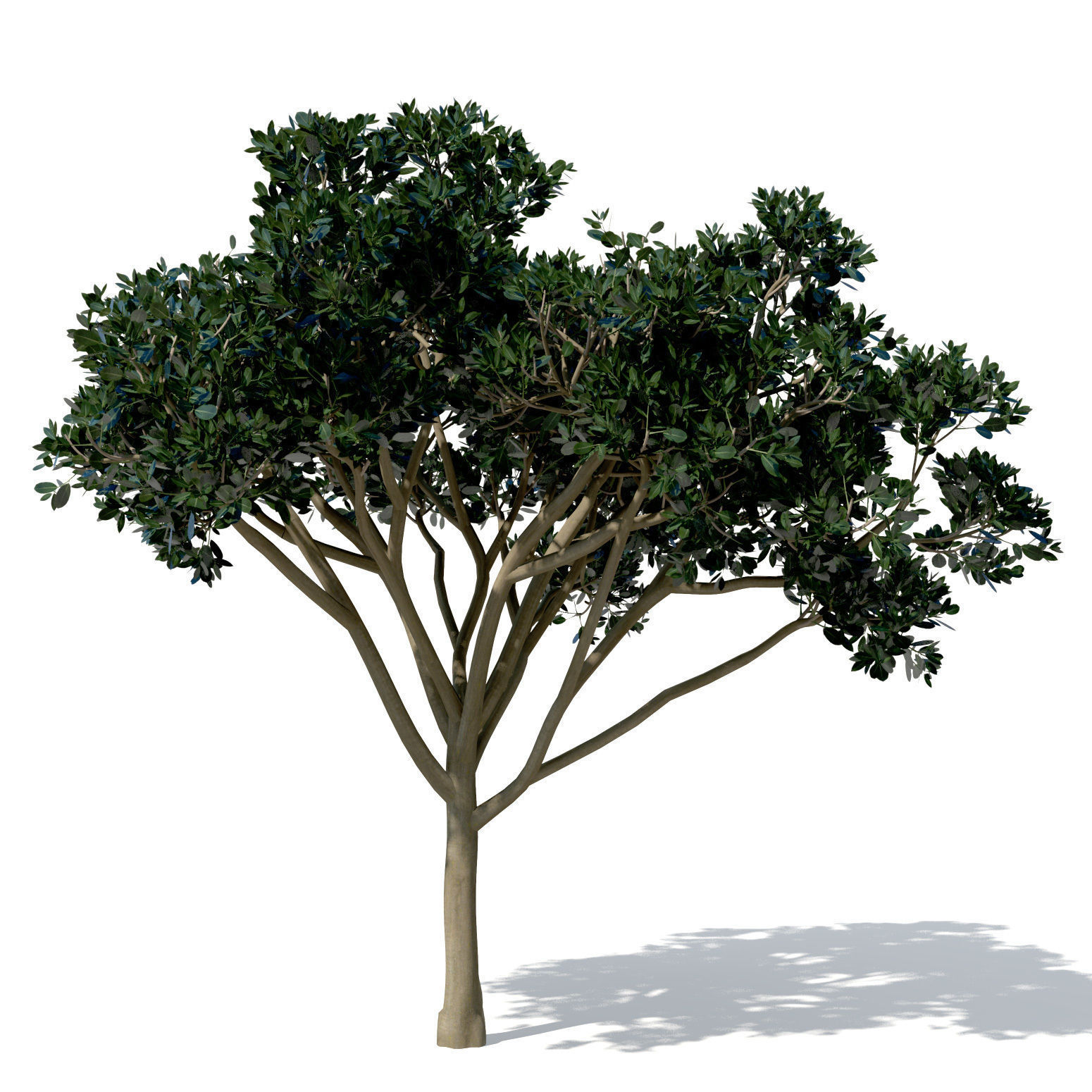 XfrogPlants Rubber Fig 3D model_6
