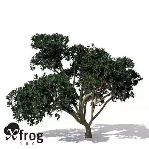 XfrogPlants Rubber Fig