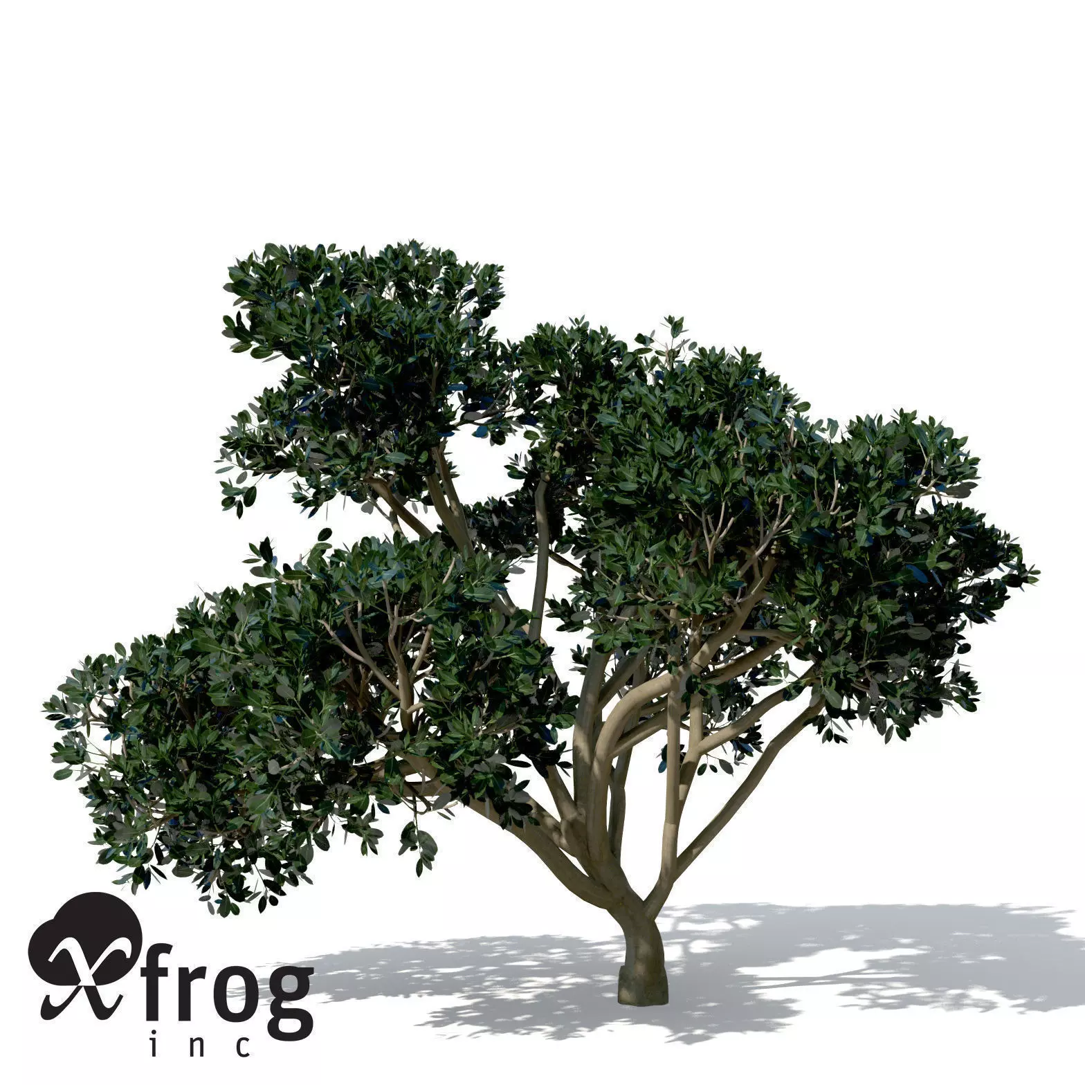XfrogPlants Rubber Fig 3D model_0