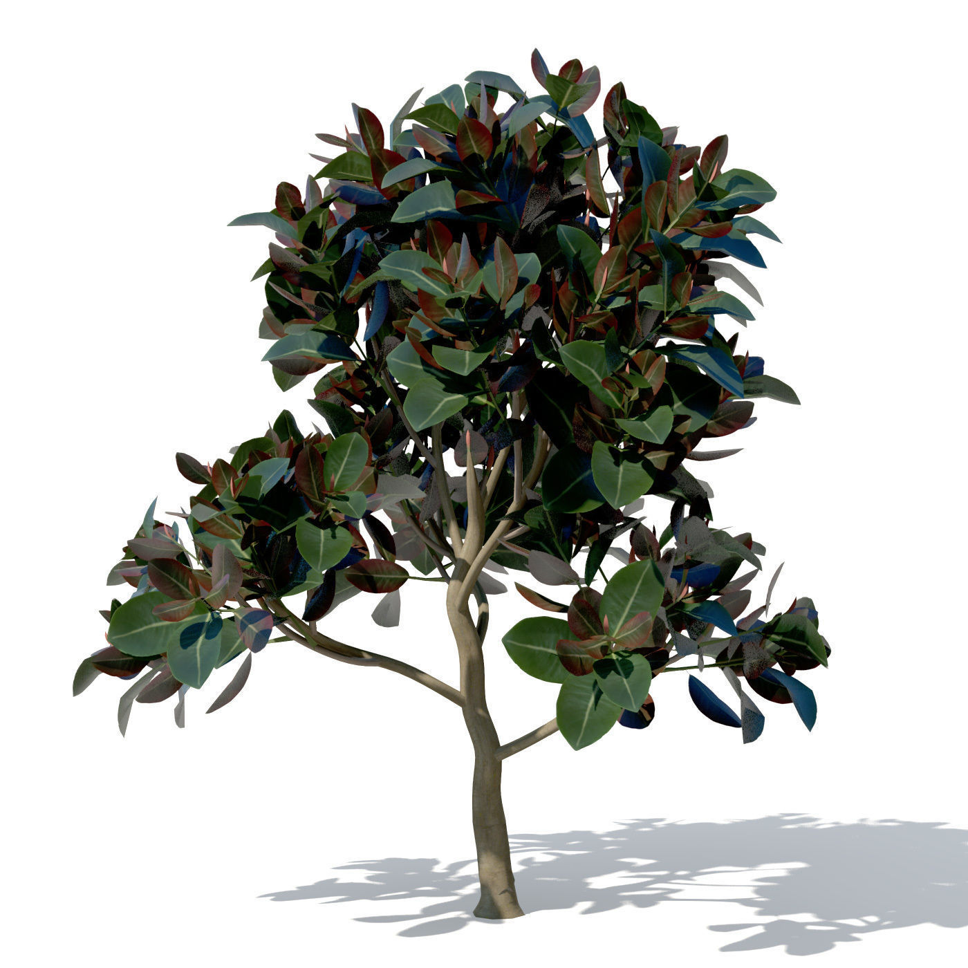 XfrogPlants Rubber Fig 3D model_2