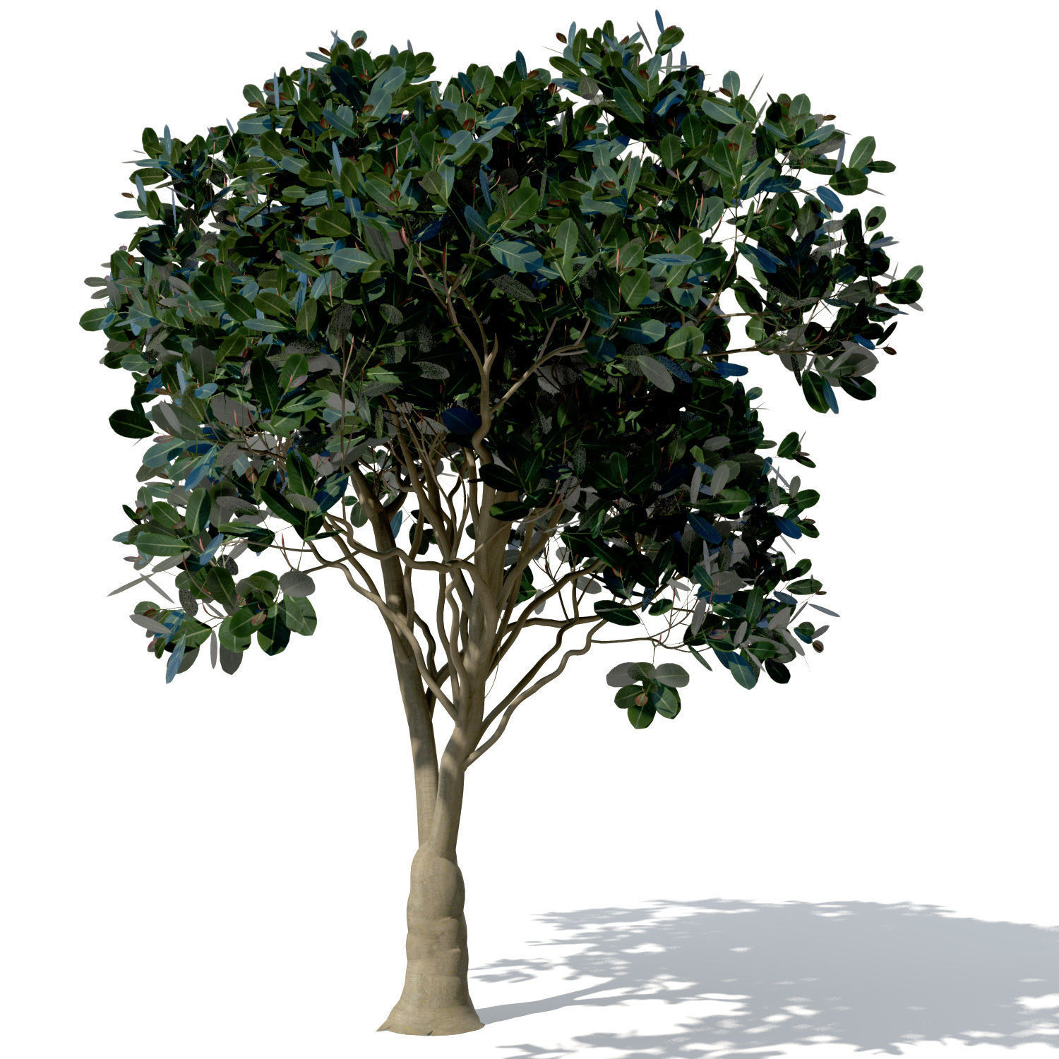 XfrogPlants Rubber Fig 3D model_7
