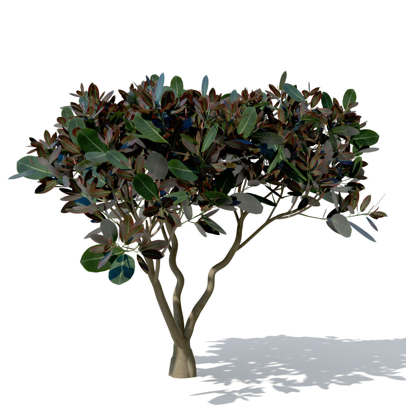 XfrogPlants Rubber Fig 3D model_1