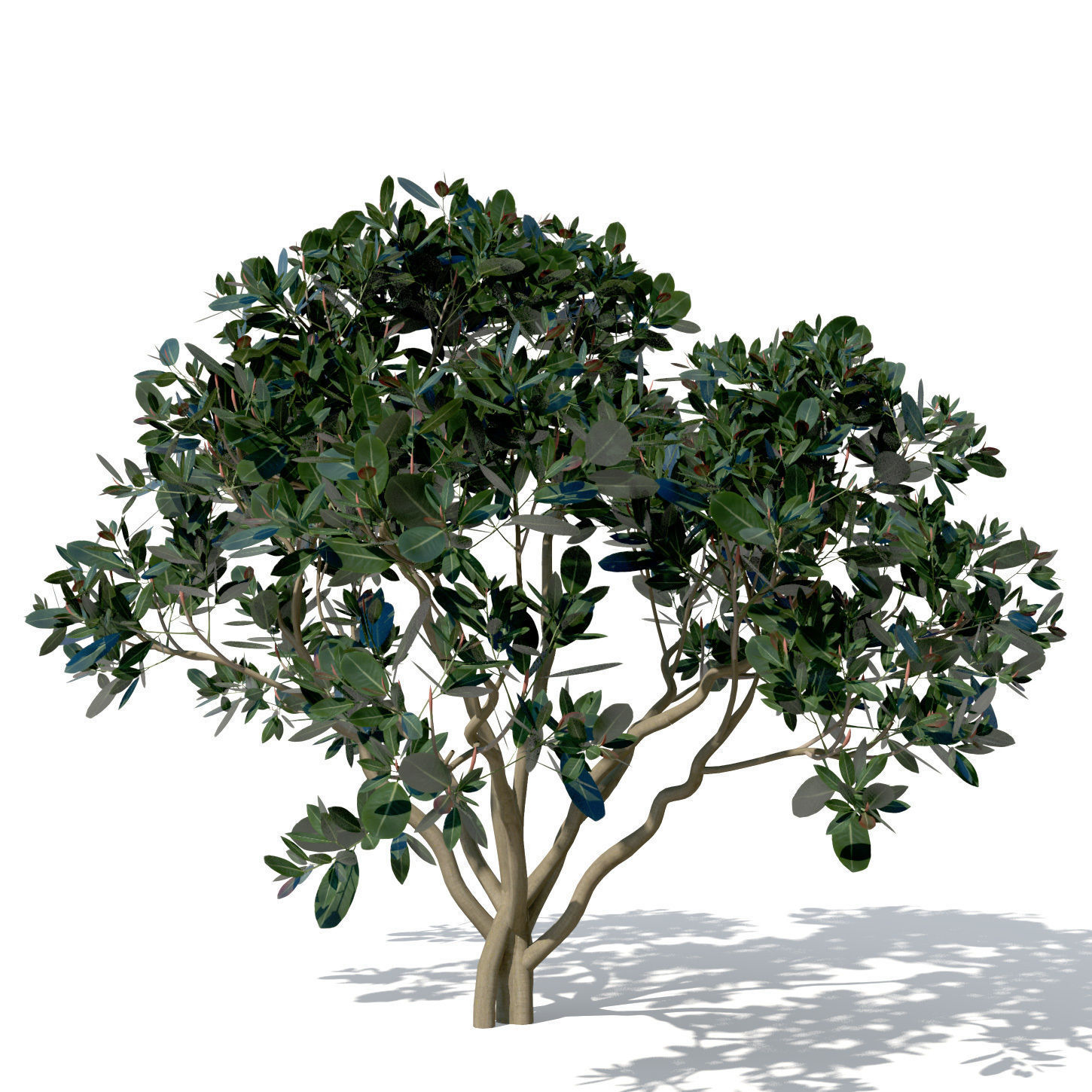 XfrogPlants Rubber Fig 3D model_4