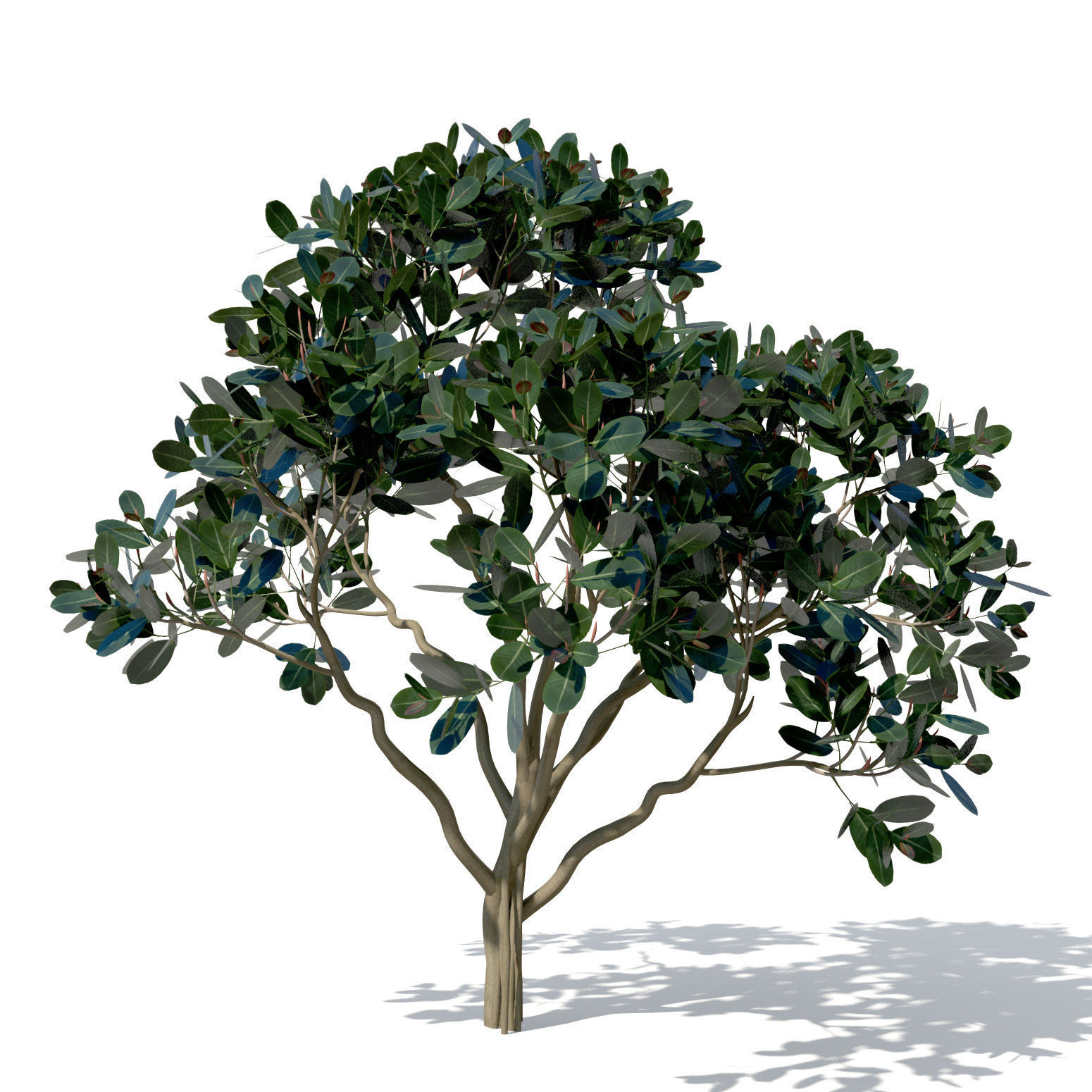 XfrogPlants Rubber Fig 3D model_5