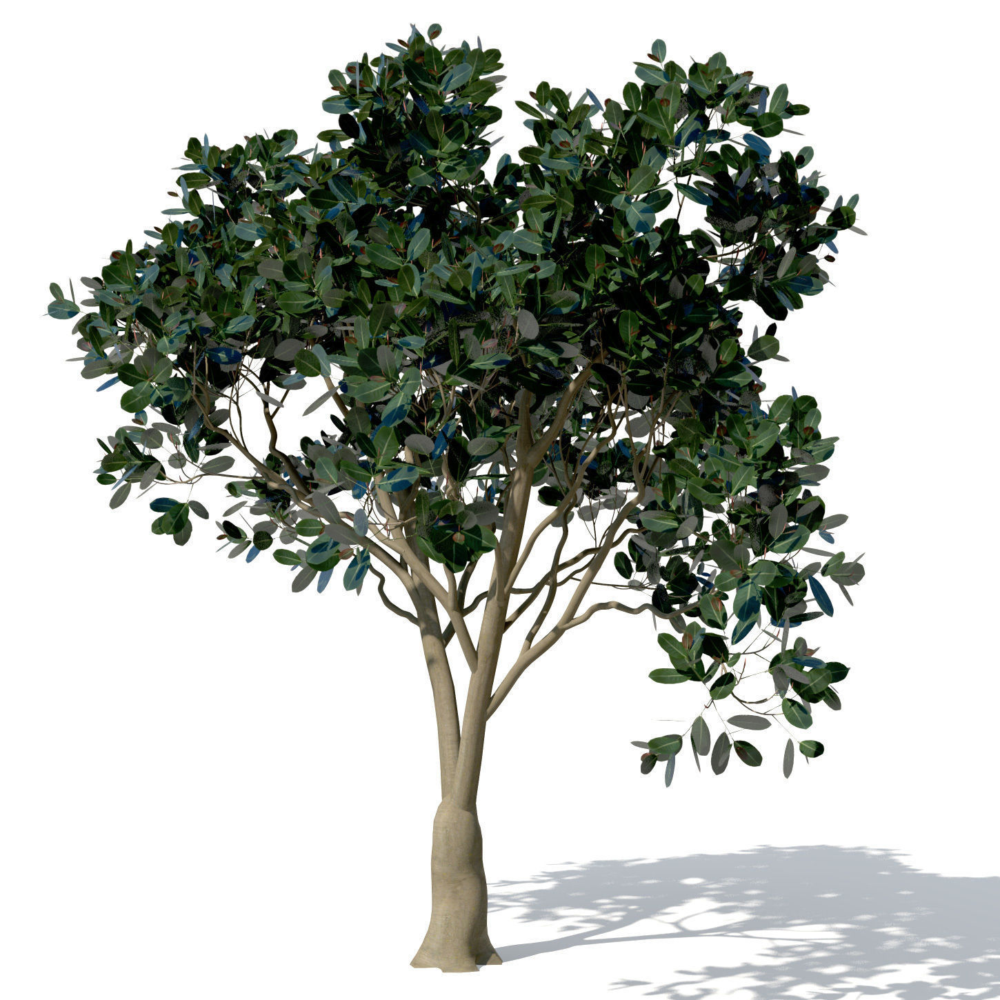 XfrogPlants Rubber Fig 3D model_8