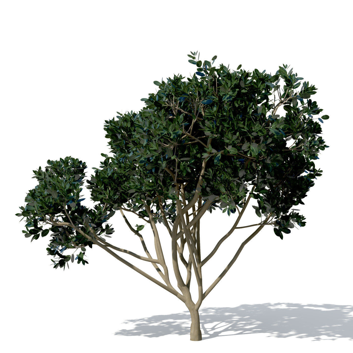 XfrogPlants Rubber Fig 3D model_3