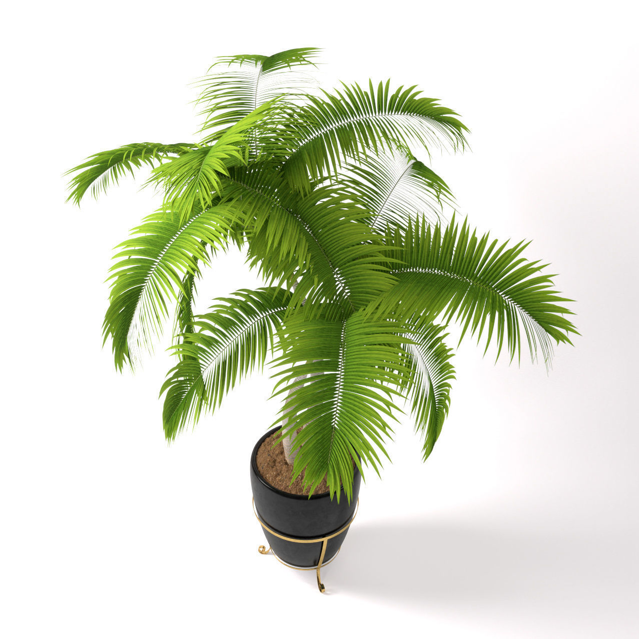 Double palm in a pot 3D model_3