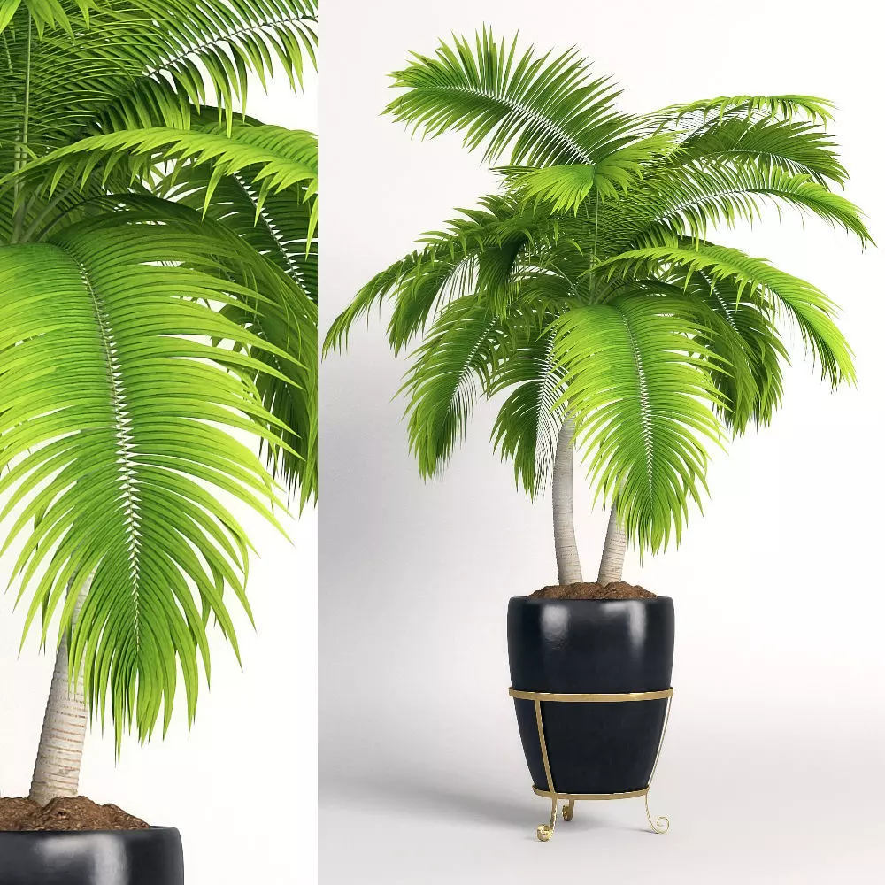 Double palm in a pot 3D model_0