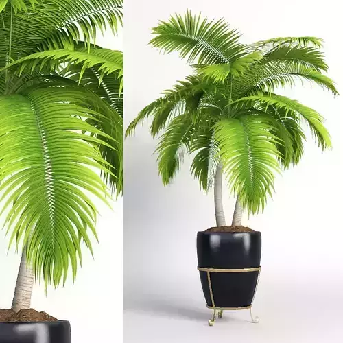 Double palm in a pot