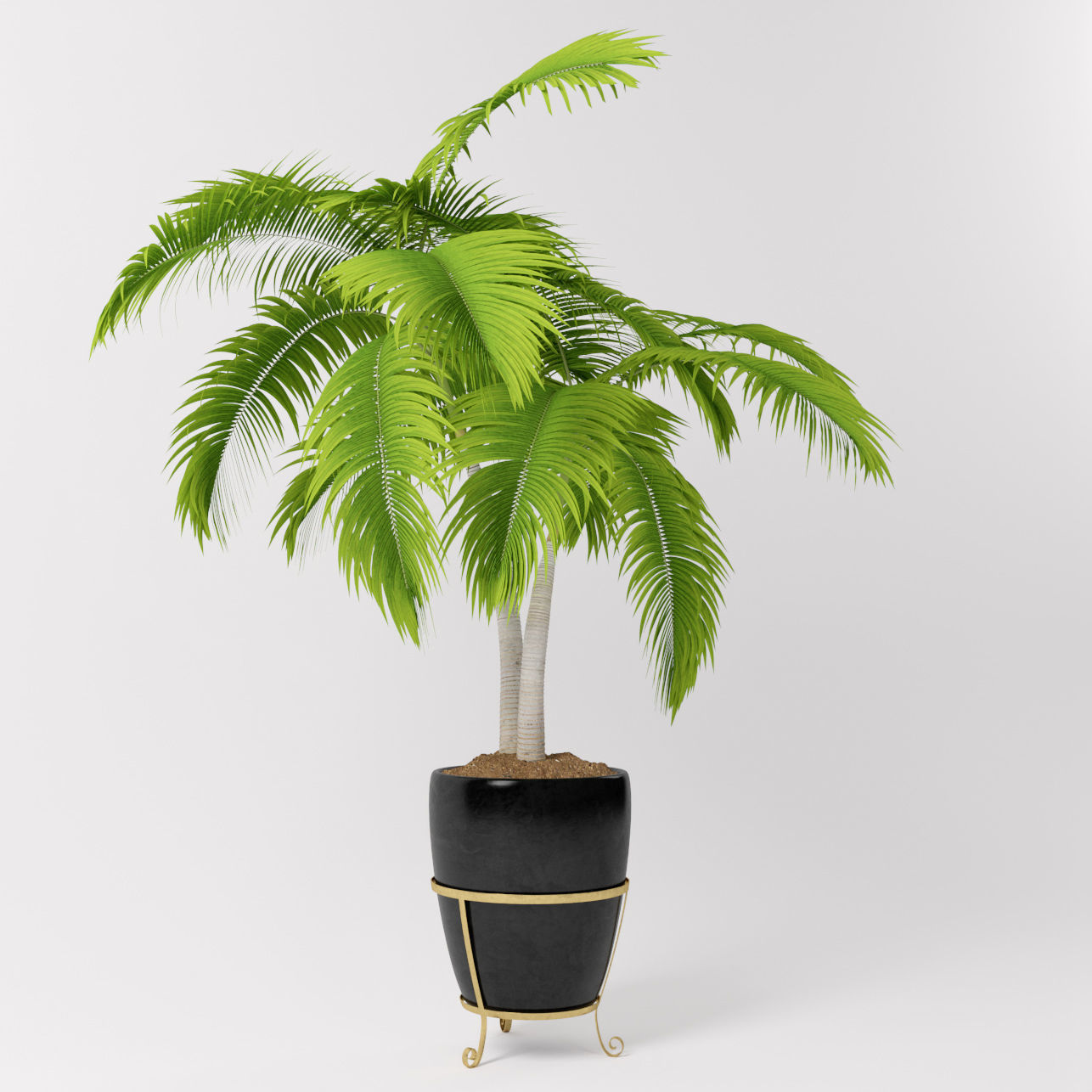 Double palm in a pot 3D model_2