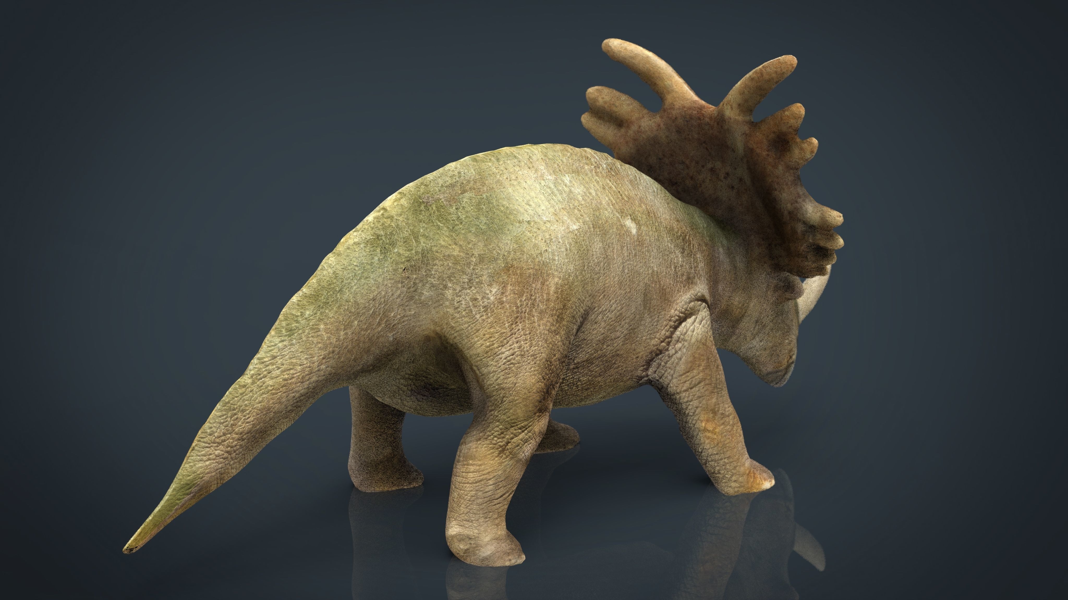 Triceratops dinosaur 3D model_9