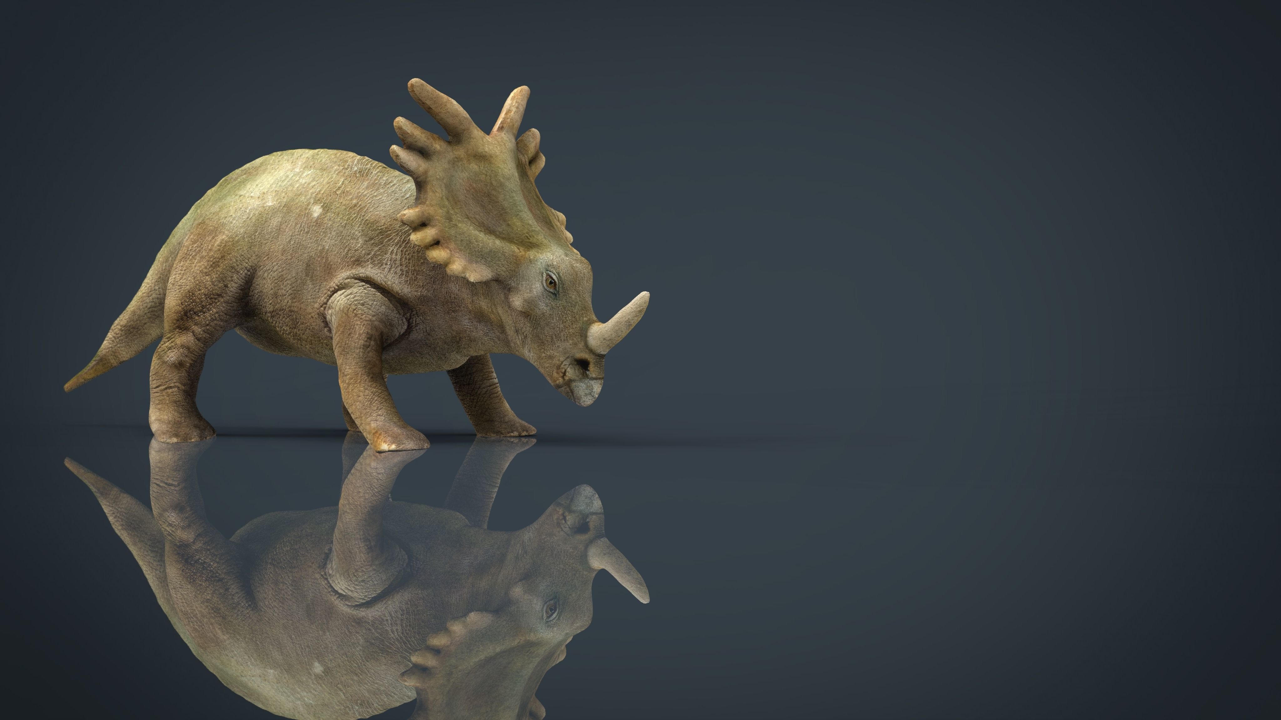 Triceratops dinosaur 3D model_10