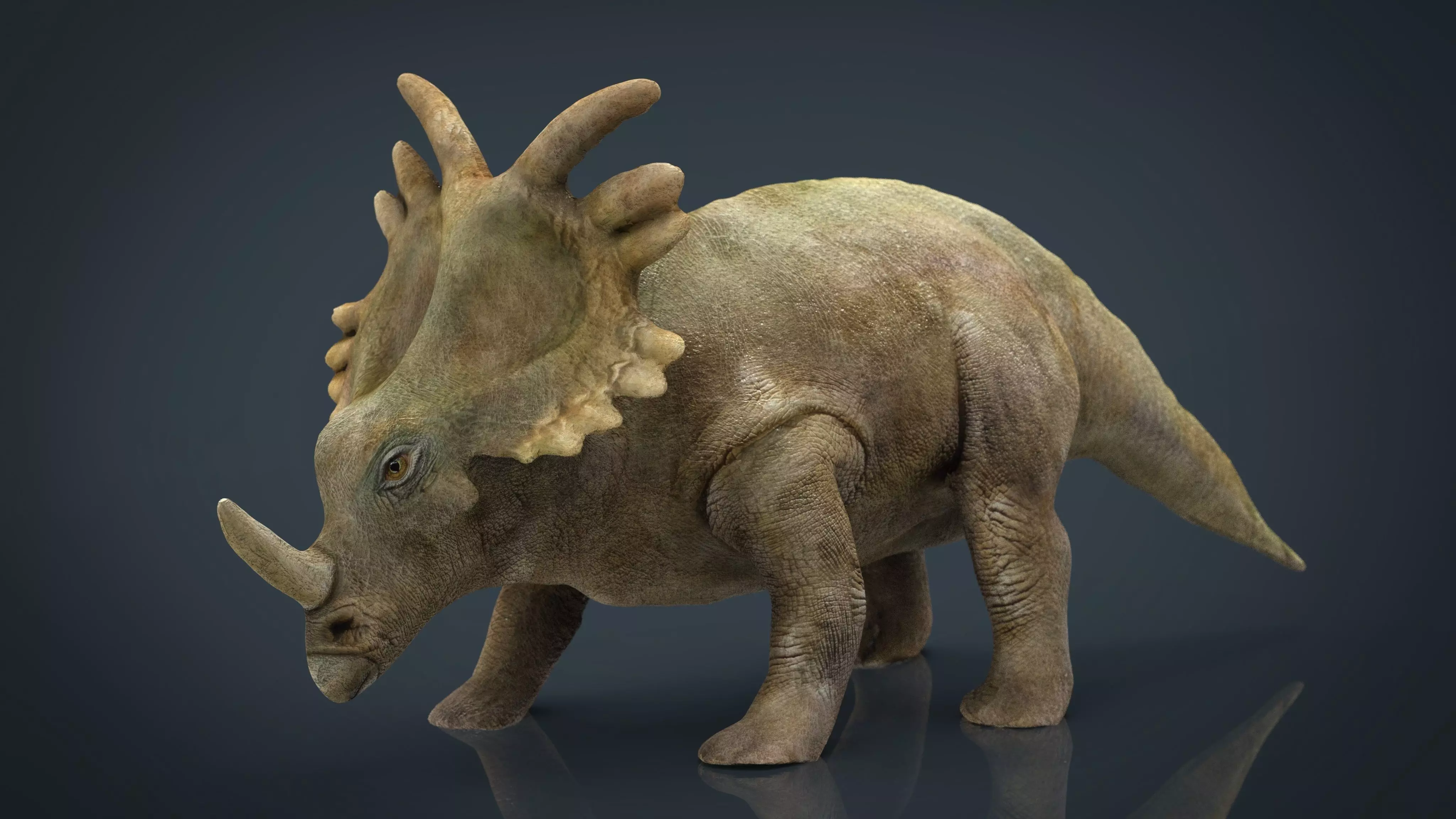 Triceratops dinosaur 3D model_0