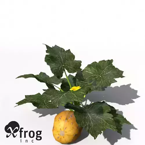 XfrogPlants Squash