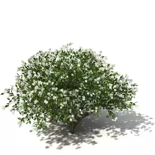XfrogPlants Orange Jasmine 3D model