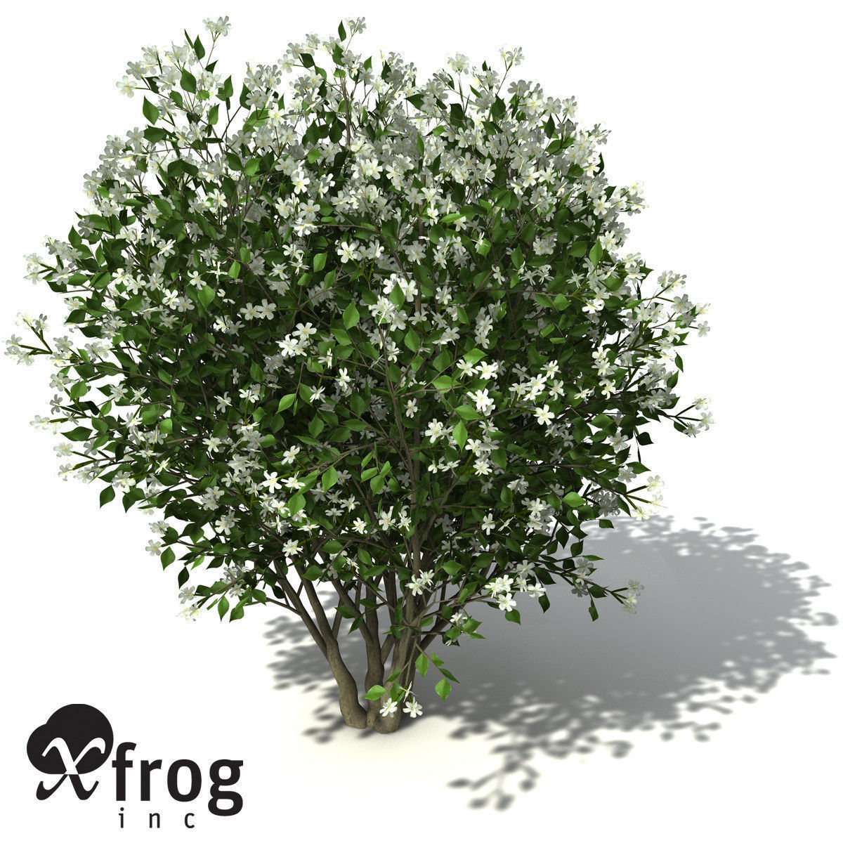 XfrogPlants Orange Jasmine