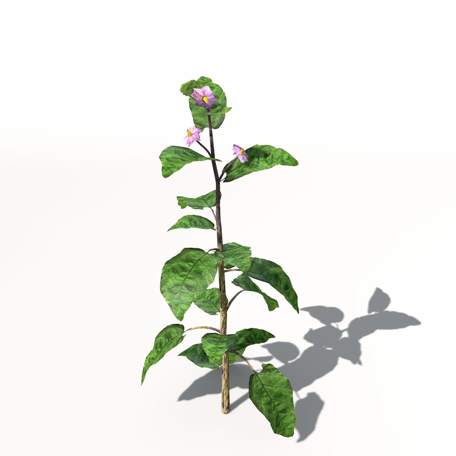 XfrogPlants Eggplant 3D model_1