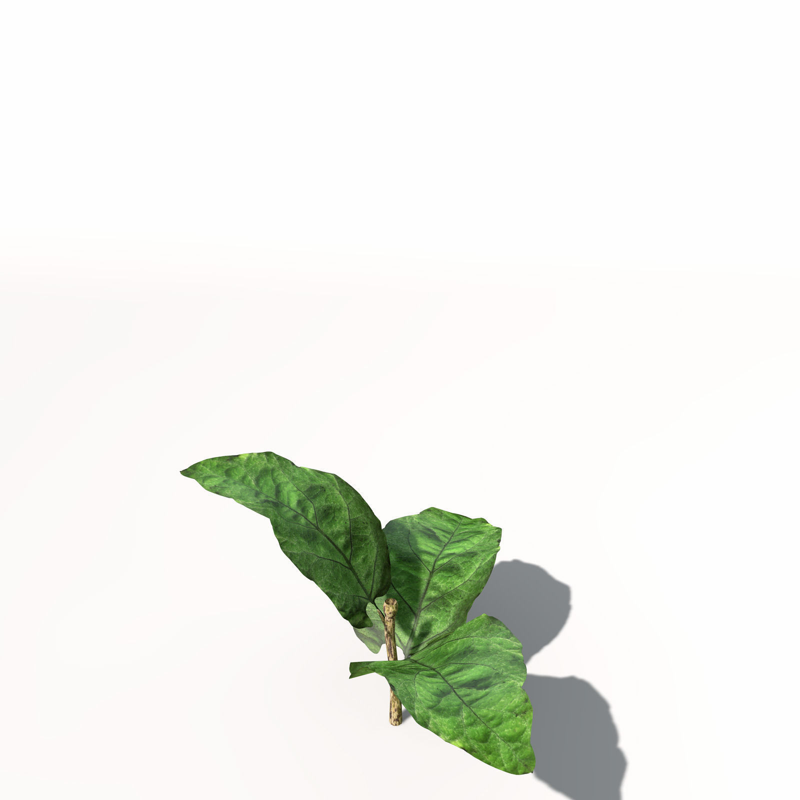 XfrogPlants Eggplant 3D model_7